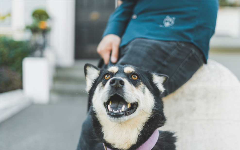 Sachiko the Shiba Inu smiling with owner wearing SPCA embroidered shirt