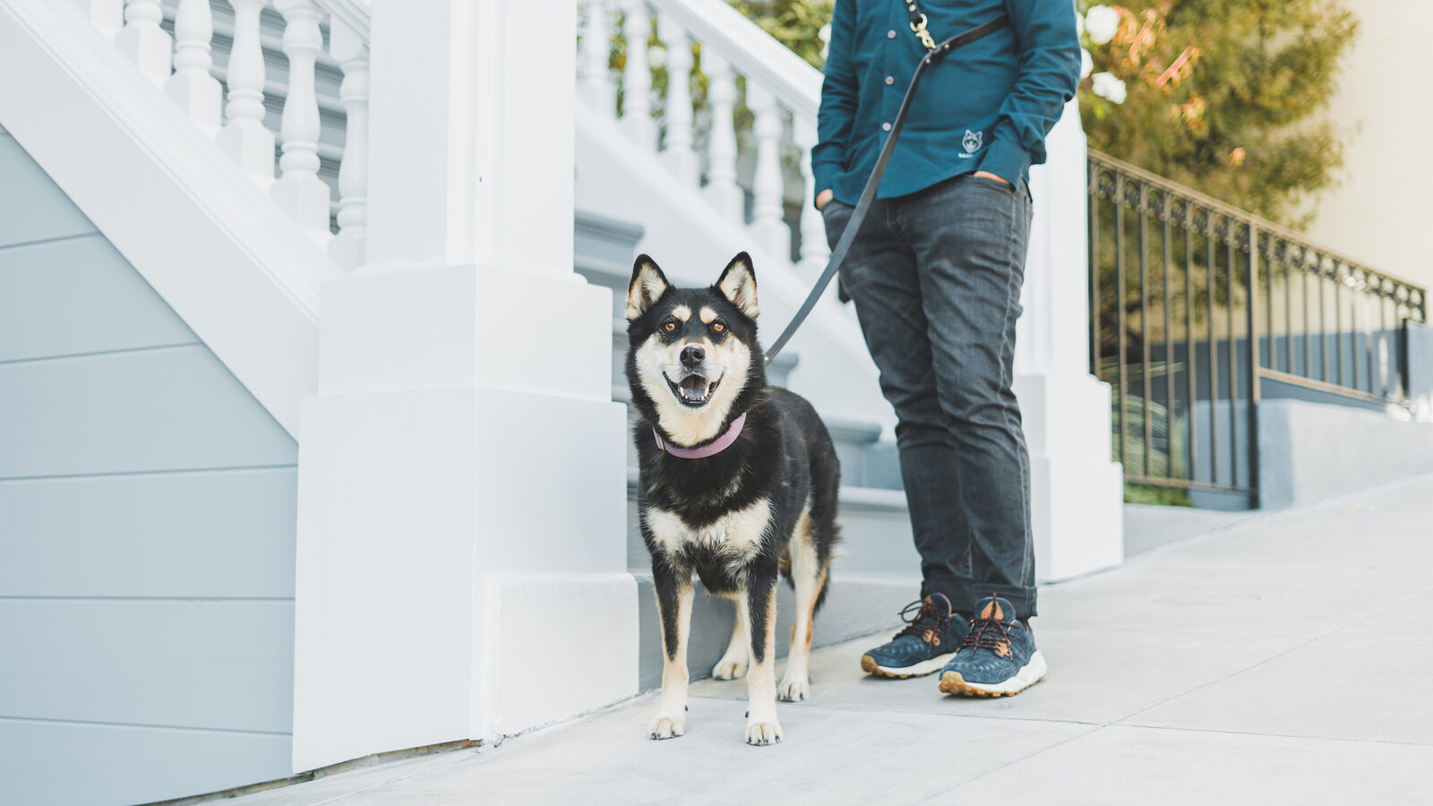 Man walking Sachiko the Shiba Inu in SPCA embroidered shirt